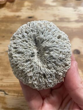 Natural Coral Fossil Specimen - fossilized agatized